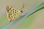 licedine begina