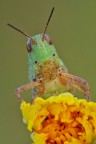 Aiolopus thalassinus