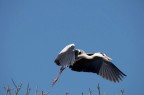in volo