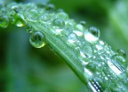 drops