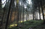 Foresta all'alba