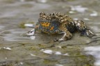 Bombina variegata