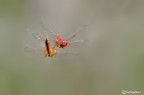 Corteggiamento in volo