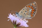 ...Sul Fiore...!!!