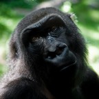 Re Kong