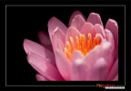 Nikon D80

f/5,6
1/250sec
ISO 100
70-300@300