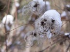 Fiocco di neve.