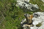 iso 100
1/1000
f5,6
300mm
commenti e critiche sempre ben accetti.