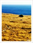 An tree