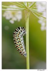 Pupaone ........ in libert.