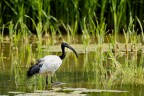Ibis Sacro