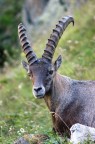 Soby Alpha 290
Tamron 70-300