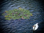 Swan lake