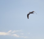 volo solitario