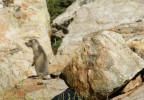 Marmotta
