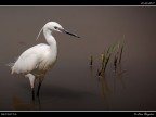 Camargue # 16