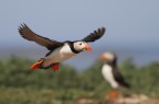 PUFFIN ALL'ATTERRAGGIO.....