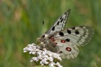 Panassius Apollo