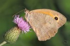 Maniola Jurtina