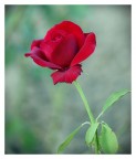 rossa