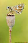 Pyrgus onopordi