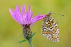 Il fiore e la farfalla
