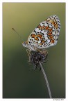 Melitea Didyma