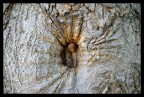 The Hole