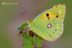 Colias croceus 
450 D Sigma 150 f 10 1/15 iso 100 cavalletto
