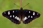 Limenitis reducta (Staudinger 1901)