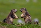 marmotte