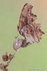 Polygonia egea