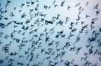 Trame ordite nella Natura