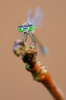 Ischnura elegans