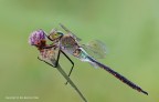 Anax parthenope