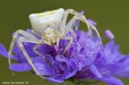 Thomisus onustus