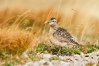 Piviere tortolino (Charadrius morinellus)