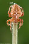 Araneus diadematus (Araneidae)
