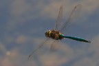 libellula.....al volo