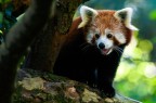 panda minore