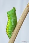Pupa, secondo atto