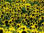 girasoli