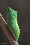 Pupa f/20