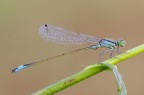 Ischnura elegans