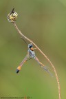 www.rossidaniele.com
Anhidiellum strigatum (Megachilidae) + Ammophila heydeni heydeni (Sphecidae)
Canon EOS 7D + Sigma 180 Macro
t1s - f22 - ISO 100 - cavalletto - scatto remoto - plamp - pannellini
09.08.2011 ore 7.24
Suggerimenti e critiche sempre ben accetti.
Consiglio la visione in alta risoluzione
[url=http://www.rossidaniele.com/HR/_MG_1477copia-1500.jpg]Versione HR[/url]