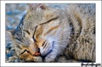 gatto