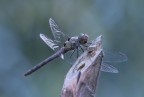 Libellula al pit-stop ;)
Canon 400D - Sigma 70-300
ISO 200
F/9
1/40 sec.

Suggerimenti e critiche ben accette :)