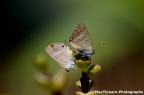 Nikon D3100
Obbiettivo 50mm montato su soffietto
Iso 400 F13 T1/640
