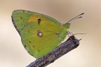 Colias