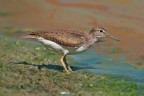Piro piro piccolo (Actitis hypoleucos)